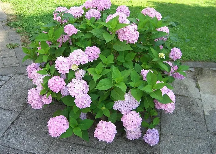 בית הארחה Gaestehaus Eckstein 3*